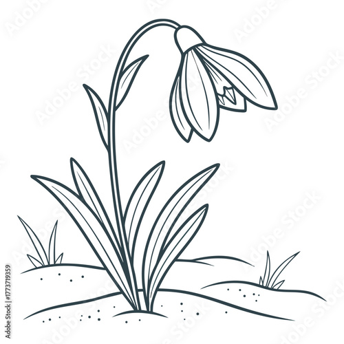 snowdrops on a black background