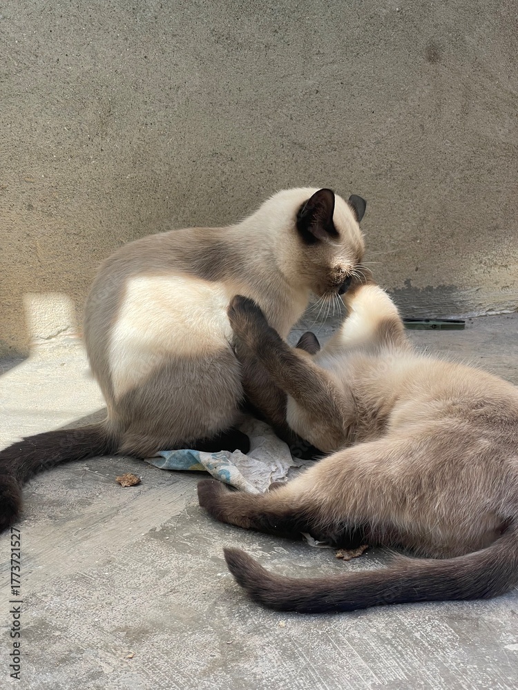 Fototapeta premium Cats play with each other