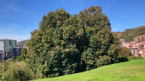 Ligustrum lucidum with its fruits and cultivated in a park