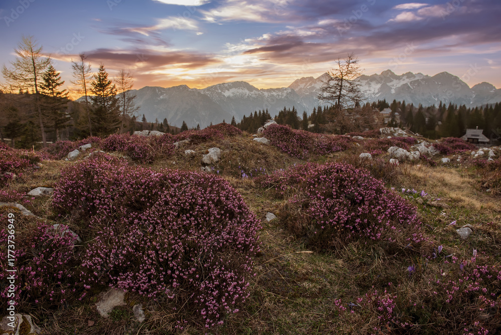 Fototapeta premium Heather flowers blooming at sunset, Velika Planina, Kamnic, Slovenia, Easter sunny landscape