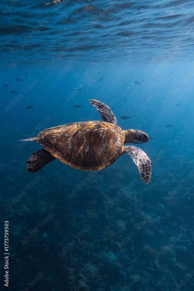 Obraz premium Turtle glides in blue ocean. Turtle swim underwater