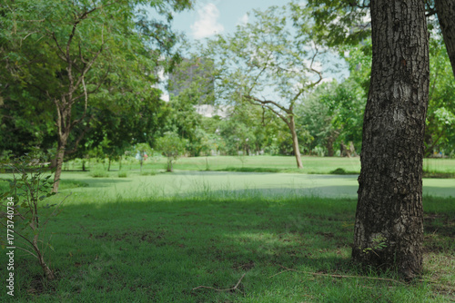 tropicle greenery beautiful sky 