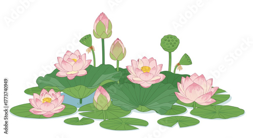 A cluster of beautiful pink lotus flowers and buds bloom among large green lily pads in serene water.