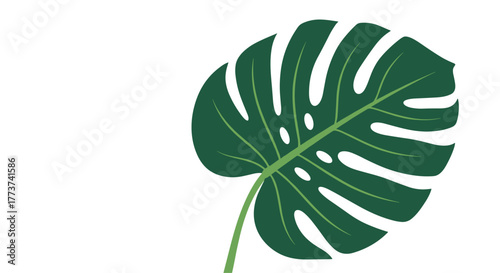 A stylized, deep green monstera leaf with fenestrations and a stem on a clean white background, perfect for tropical themes.