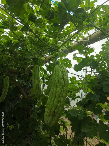momordica fruit on the tree