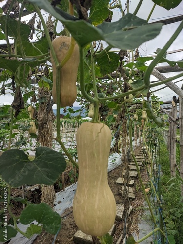 curcubita fruit on the tree