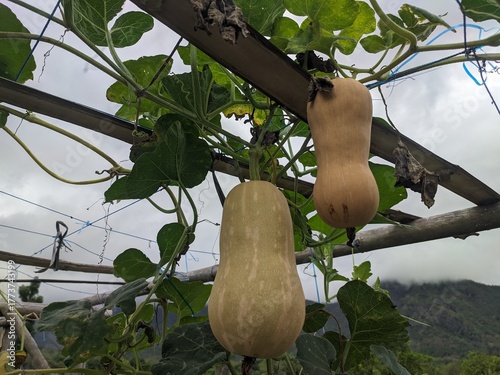 curcubita fruit on the tree