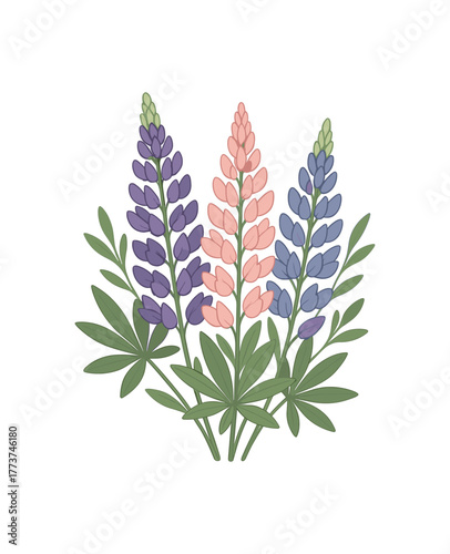 lupine bouquet seasonal blooms and natural beauty flat vector illustration style isolated on white background