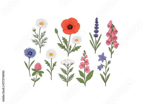 wildflower identification chart botanical education and biodiversity knowledge flat vector illustration style isolated on white background