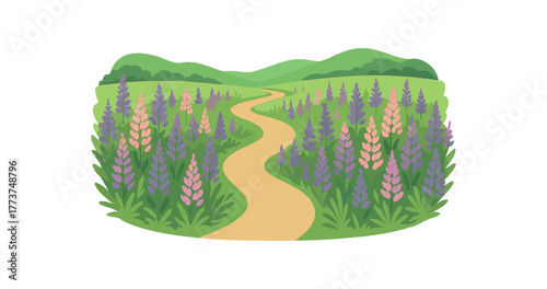 lupine field with walking path eco tourism and natural landscape flat vector illustration style isolated on white background