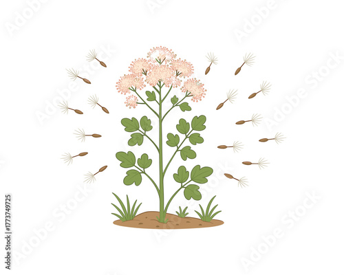 meadow rue seed dispersal natural reproduction and ecosystem balance flat vector illustration style isolated on white background