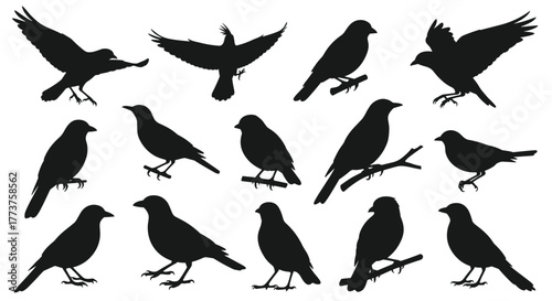 Silhouetted birds in various poses offer versatility for designers seeking avian imagery, adding a touch of nature to their projects.