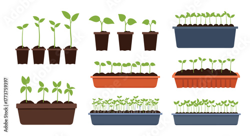 Collection of potted seedlings and trays of young plants in various stages of growth.