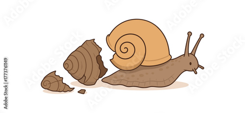 snail shedding old layers growth process and educational observation flat vector illustration style isolated on white background