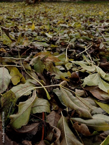 Lots of fallen European ash tree leaves on the ground in October.