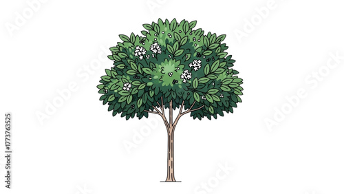 Vibrant deciduous tree illustration with lush green foliage and delicate white blossoms, perfect for nature-themed designs