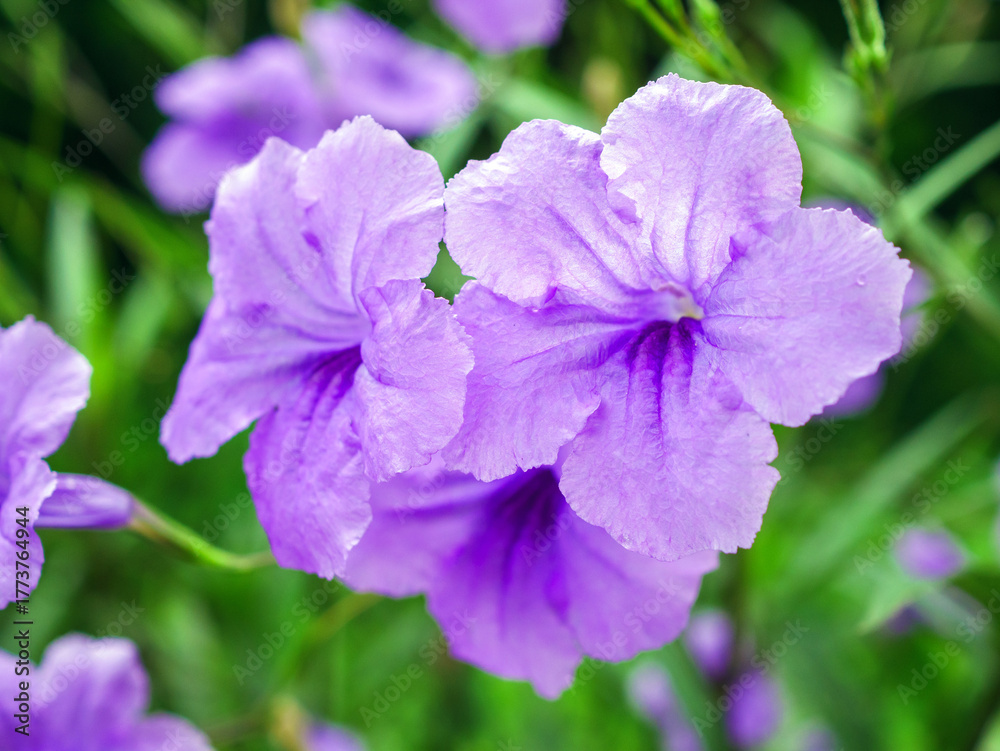 Obraz premium Ruellia tuberosa, also known as minnieroot, fever root, snapdragon root and sheep potato, is a species of flowering plant in the family Acanthaceae.