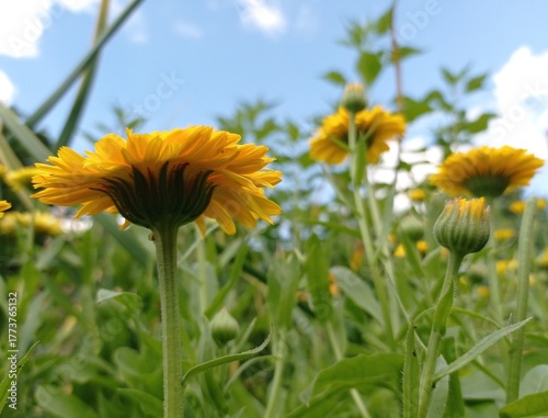 Close up of a few pot marigolds from below on a sunny day in July.
