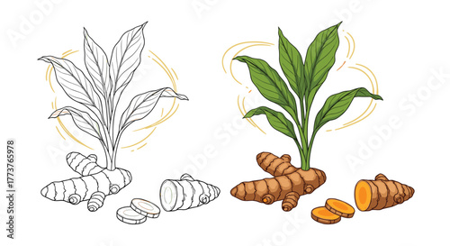 Turmeric root and leaves drawing with natural golden ring and a separate colorful illustration of the plant including sliced roots and stems.