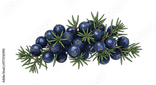 A detailed close up of a juniper branch with many ripe blue berries and green needles forming a natural and healthy cluster on a white background.