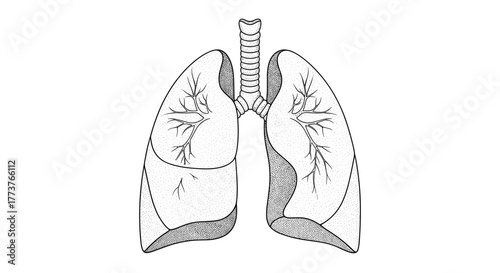 An outline illustration of the human respiratory system depicting the lungs and trachea.