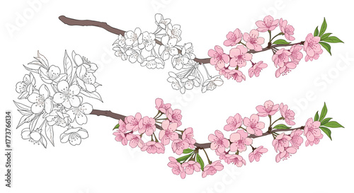 Beautiful pink and white cherry blossoms on branches with green leaves in springtime.