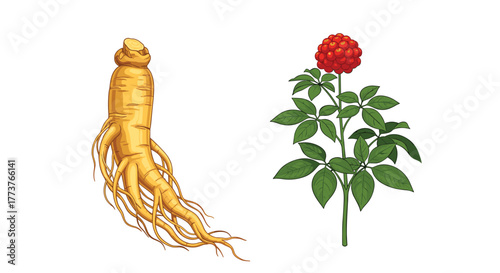 Ginseng plant root and berries showcasing its medicinal properties and growth cycle for natural health enthusiasts.