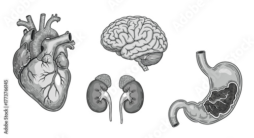 An illustration of the human heart brain kidneys and stomach showing their basic anatomical structures and placement within the body. 