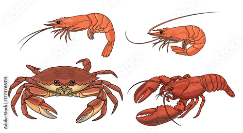 A collection of delicious seafood including two plump shrimp a large crab and a vibrant red lobster ready to be prepared for a meal.