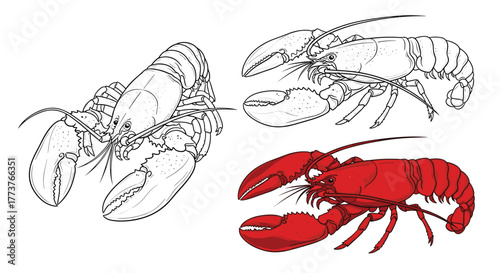 A visual exploration of the majestic lobster showcasing its intricate anatomy and vibrant coloration.