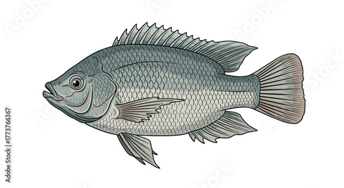 Tilapia are popular freshwater fish that are farmed and caught for consumption worldwide.