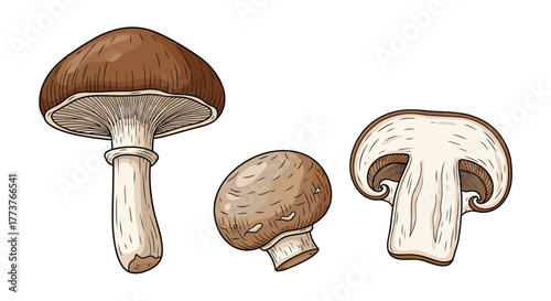 A selection of three distinct brown mushrooms are depicted in a clean and detailed illustration showing their caps stems and gills.