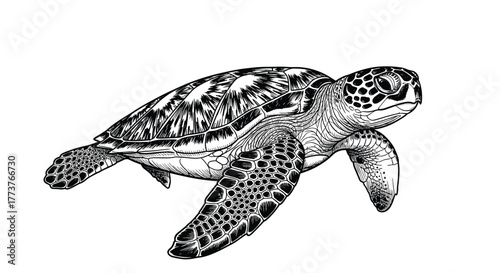 This illustration depicts a detailed black and white drawing of a sea turtle gracefully swimming through the ocean waters.