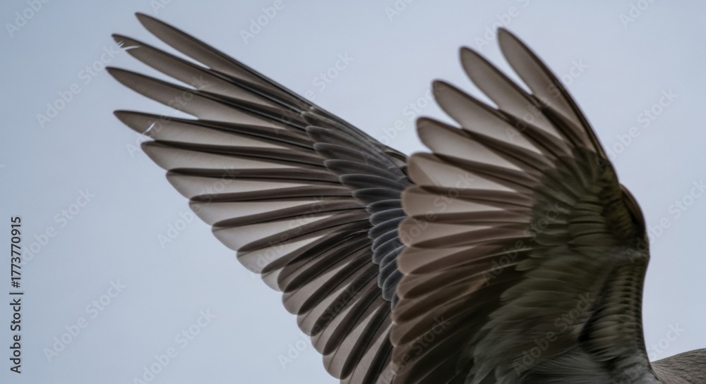 Fototapeta premium Close-up of bird wings in flight against clear sky