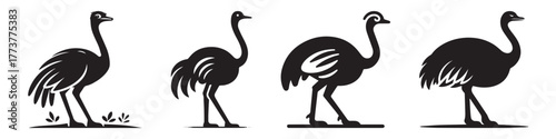 Silhouette of Ostriches in Various Poses on White Background.