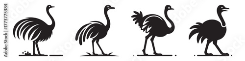 Silhouette of Ostriches in Various Poses on White Background.
