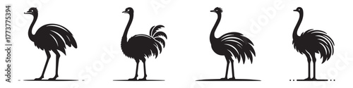 Silhouette of Ostriches in a Row: A Simple and Elegant Design.