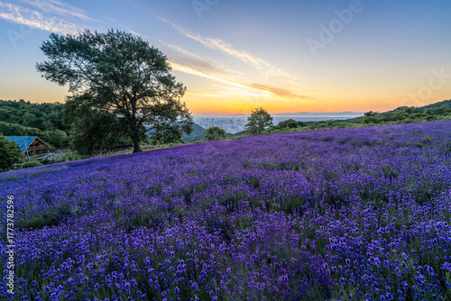 北海道　ラベンダー　札幌　朝日　紫　夏　日の出