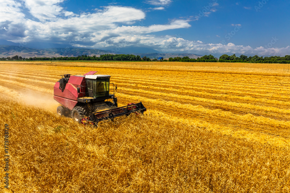 Obraz premium Combine harvester operates in expansive agricultural field under sunny sky. Scene captures peaceful atmosphere of productive wheat harvest during daytime.