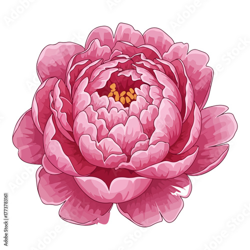 Delicate Blooming Pink Peony Vector Illustration on White Background
