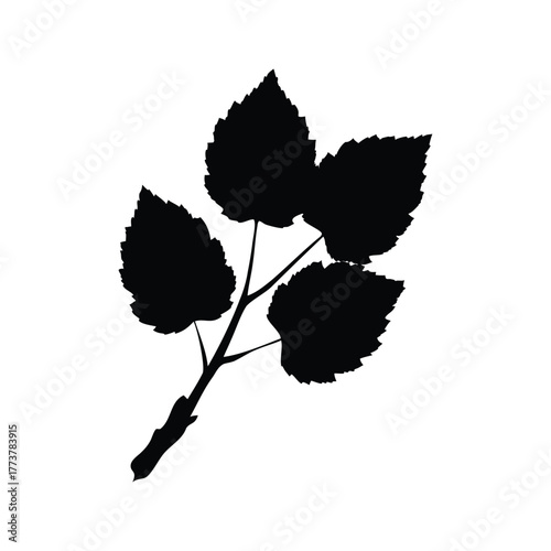 Silhouette of a Small Branch with Several Leaves in Stark Black and White, poplar branch silhouette vector illustration