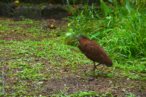 Photography Tiger heron