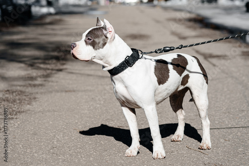 Foto young white with brown spots american staffordshire terrier walking with owner i