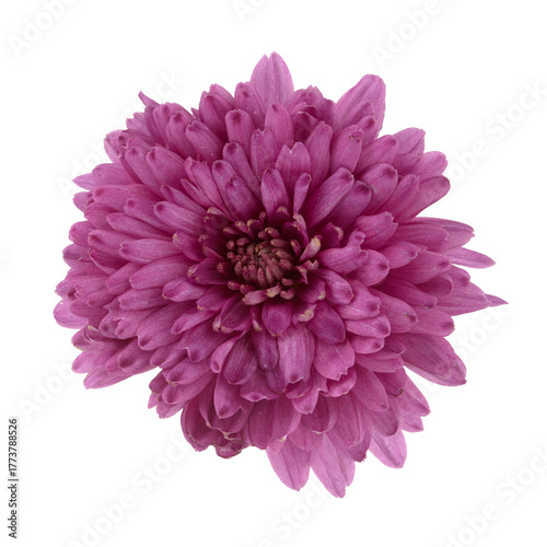Purple flower on a white background