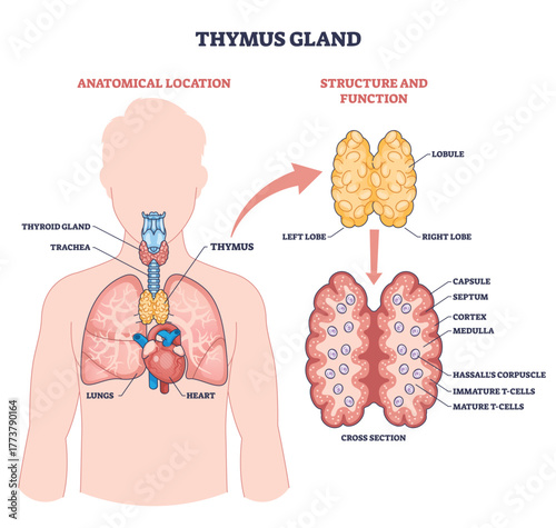 Thymus gland diagram showing location and structure, highlights lobes, T-cells, and cross-section within chest, linking immune maturation and anatomy. Outline diagram