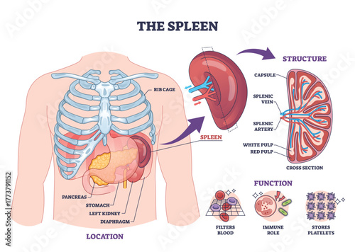 Spleen diagram outline shows organ location under rib cage, cross-section with splenic artery and vein, and function icons, highlights spleen, rib cage, vessels. Outline diagram