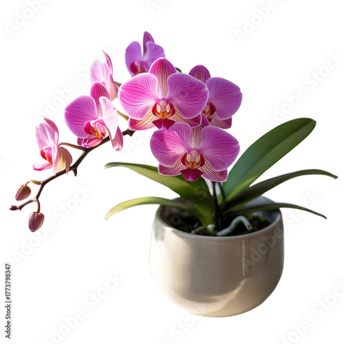 Wallpaper Mural Vibrant pink orchid plant in pot isolated on white background  Torontodigital.ca