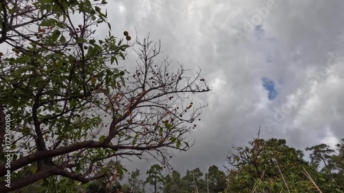 time lapse of clouds passing through the trees