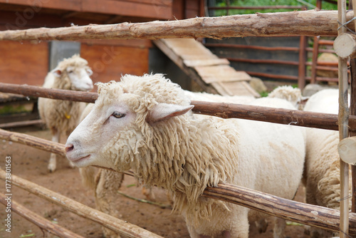 Woolly Sheep in a Wooden Pen at a Farm