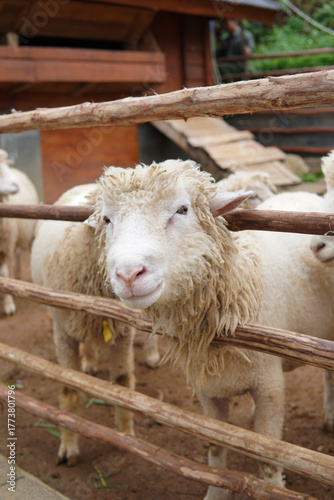Woolly Sheep in a Wooden Pen at a Farm